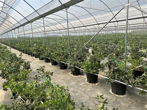 达达兔影视-种植技术